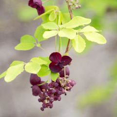 Akebia quinata - Schijnaugurk