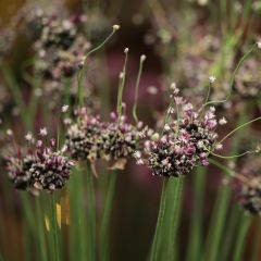 Allium scorodoprasum Bizarre - Slangenlook
