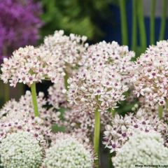 Allium multibulbosum Silver Spring - Zwarte look