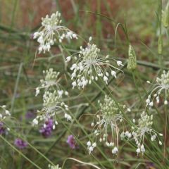 Allium carinatum subsp. pulchellum Album - Berglook