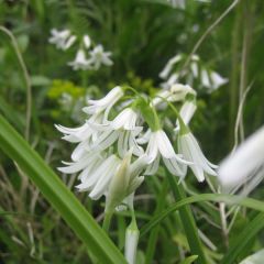 Allium triquetrum - Driekantig look
