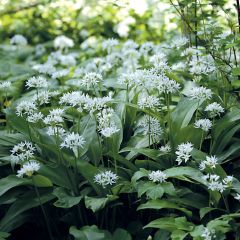 Daslook - Allium ursinum