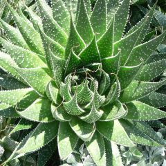 Aloe aristata - Aloë