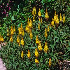 Aloe striatula - Boomaloë