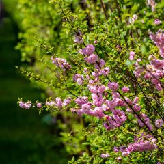 Prunus triloba - Amandelboompje