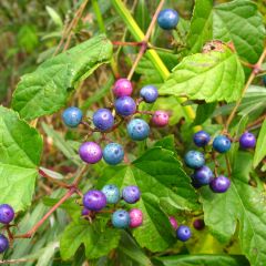 Ampelopsis glandulosa var. maximowiczii - Wingerd