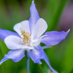 Akelei Blue Star - Aquilegia