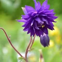 Akelei Blue Barlow - Aquilegia vulgaris