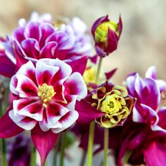 Akelei Winky Red White - Aquilegia vulgaris