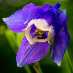 Dwergakelei Ministar - Aquilegia flabellata