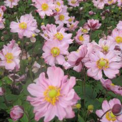 Anemone hupehensis Fantasy Pocahontas - Herfstanemoon