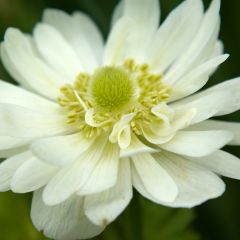 Anemone coronaria Mount Everest - Klaproos-anemoon