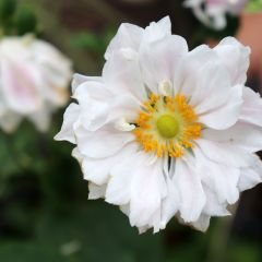 Anemone Whirlwind - Herfstanemoon