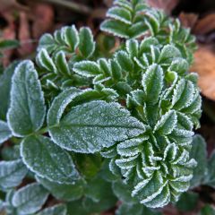 Angelica pachycarpa - Engelwortel