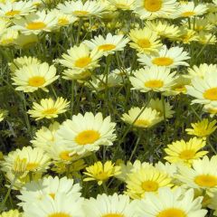 Anthemis tinctoria E.C. Buxton - Gele kamille