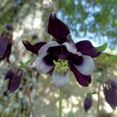 Akelei William Guiness - Aquilegia vulgaris
