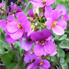 Arabis caucasica Pinkie - Randjesbloem