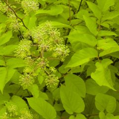 Aralia cordata Sun King - Duivelswandelstok