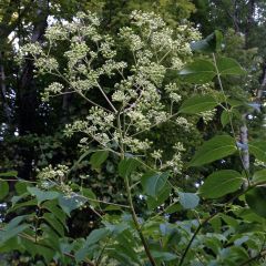 Aralia spinosa - Duivelswandelstok