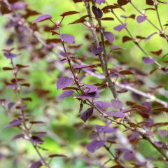 Cercidiphyllum japonicum Rotfuchs - Katsuraboom
