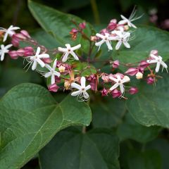 Clerodendrum trichotomum - Kansenboom