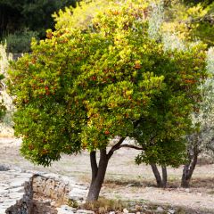 Arbutus unedo Compacta - Aardbeiboom