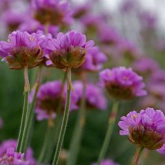 Armeria maritima splendens - Strandkruid