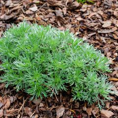 Artemisia schmidtiana Nana - Alsem