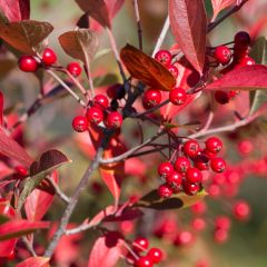 Aronia arbutifolia Brilliant - Appelbes
