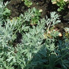 Artemisia absinthium Lambrook Silver - Absintalsem