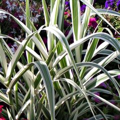 Arundo donax Versicolor - Reuzenriet