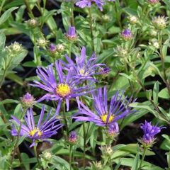 Aster amellus Veilchenkönigin - Bergaster