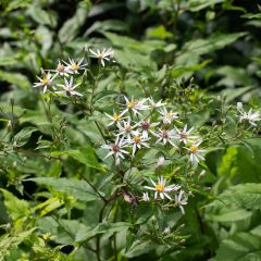 Aster divaricatus - Sneeuwaster