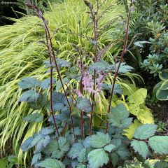 Astilbe arendsii Colour Flash - Pluimspirea