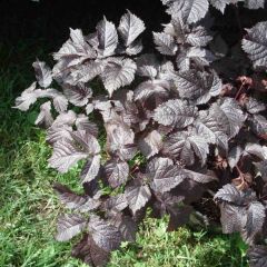 Astilbe Chocolate Shogun - Pluimspirea