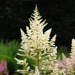 Astilbe japonica Deutschland - Pluimspirea