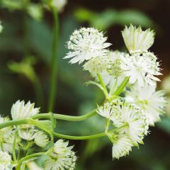 Astrantia major Alba - Zeeuws knoopje
