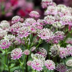 Astrantia major Buckland - Zeeuws knoopje