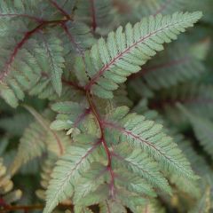 Athyrium niponicum var. pictum Red Beauty - Japanse regenboogvaren