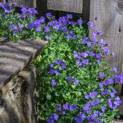 Blauwkussen Cascade Blue - Aubrieta