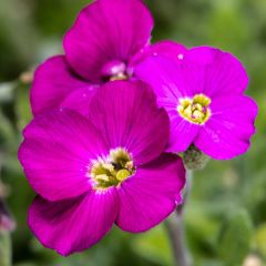 Blauwkussen Cascade Red - Aubrieta cultorum