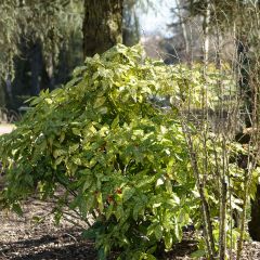 Aucuba japonica Crotonifolia - Broodboom