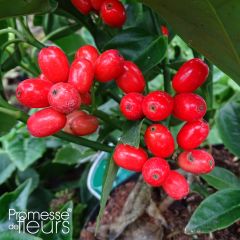 Aucuba japonica Rozannie - Broodboom