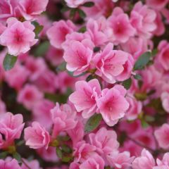 Rhododendron japonica Kirin - Japanse azalea