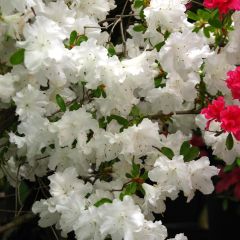 Rhododendron obtusum Adonis - Japanse azalea