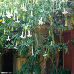 Brugmansia arborea - Engelenbazuin