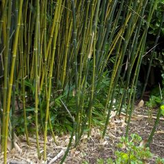 Phyllostachys bissetii - Reuzenbamboe