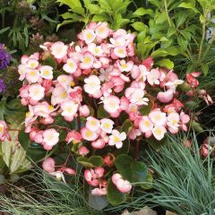 Begonia semperflorens Maxima Roze Bicolor - Waterbegonia