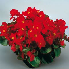 Begonia semperflorens Super Olympia Rood - Waterbegonia