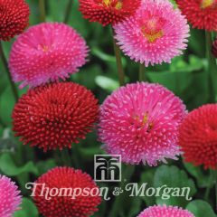 Madeliefje Pomponette Mixed (zaad) - Bellis perennis